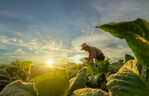 Farmer working in a lush green field at sunset.