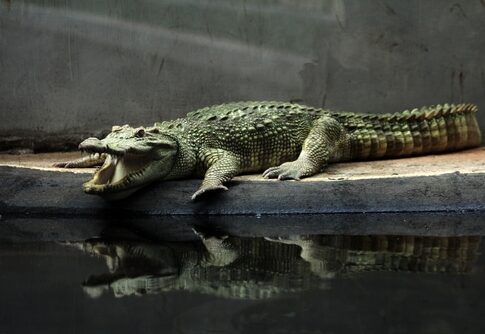 Albino,Saltwater,Crocodile,Or,Crocodylus,Porosus.,Like,Other,Albino,Animals,