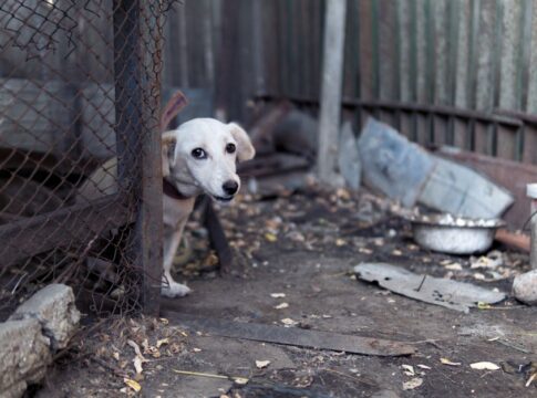 Featured image related to Prosecutors receive 43 animal cruelty charges against Marysville suspected breeder