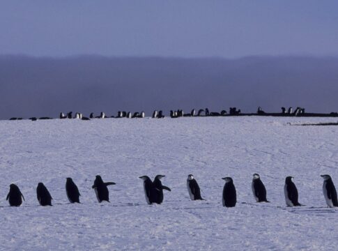 Featured image related to Iconic penguin colony sees 