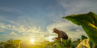 Farmer working in a lush green field at sunset.